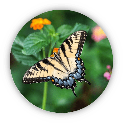 icone thème ornithologie