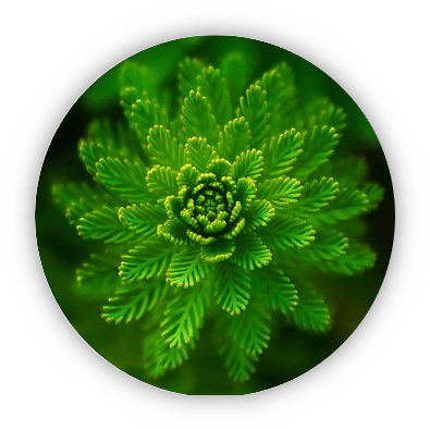 icone thème insectes