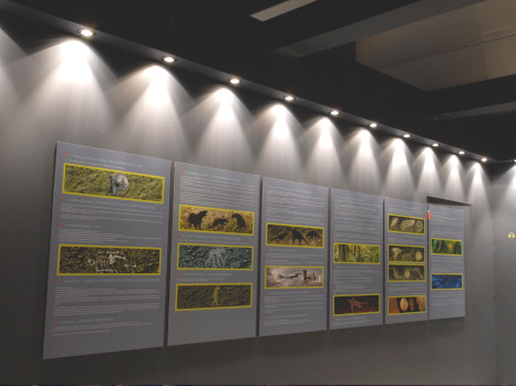 animation primaires 1