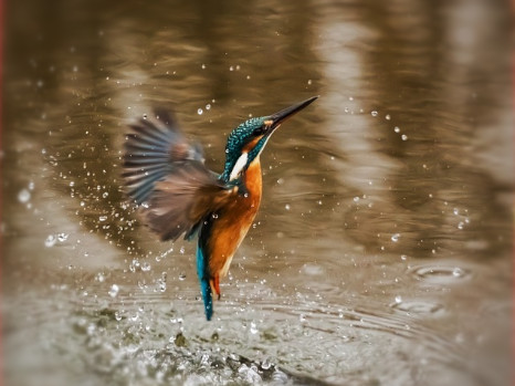 animation primaires 9