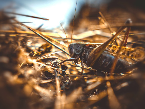 animation primaires 4