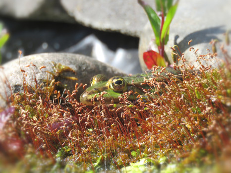 animation primaires 3