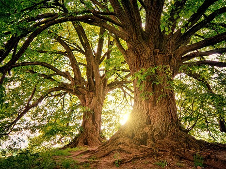 animation primaires 6